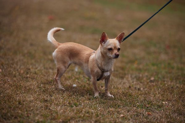 Variation non-unique pour it-Casa-e-Vita